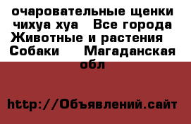 очаровательные щенки чихуа-хуа - Все города Животные и растения » Собаки   . Магаданская обл.